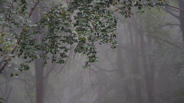 树枝带着叶子在雨中带着雾视频下载