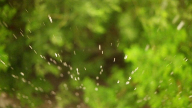 雨落在树叶上视频素材