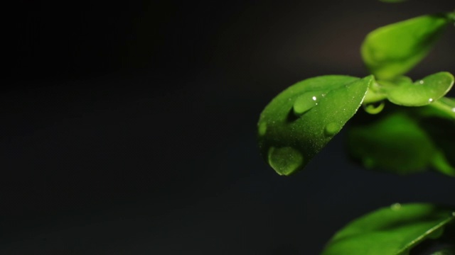 宏湿的树叶，自然清新的雨水，滴绿的视频素材