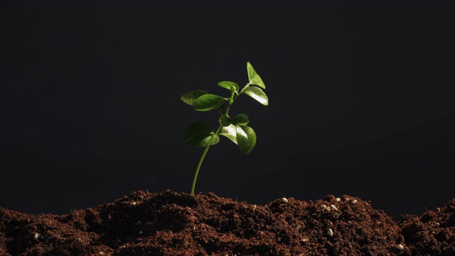 植物生长地球日，绿树成荫，土壤肥沃视频素材