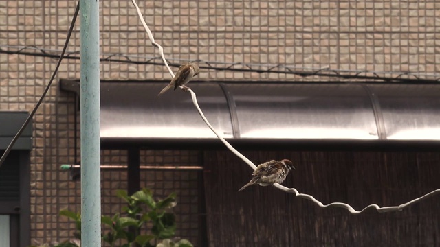 麻雀视频素材