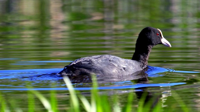 鸟——普通白骨顶(Fulica atra)在阳光明媚的夏日早晨在湖上游泳，潜水，取出海藻吃它们视频素材