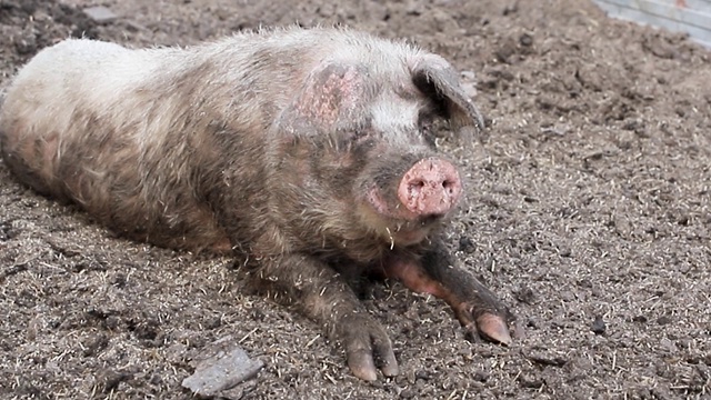 野猪躺在泥里。饲养牲畜视频素材