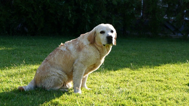 金色拉布拉多犬看着镜头的慢镜头视频素材