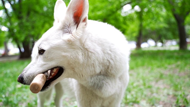 白色瑞士牧羊犬咬着一根棍子。视频素材