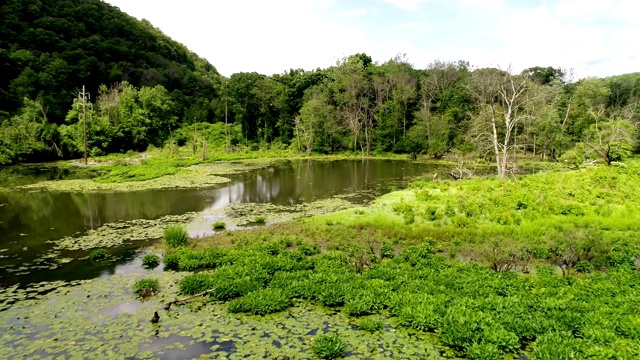 河流湿地植被视频素材