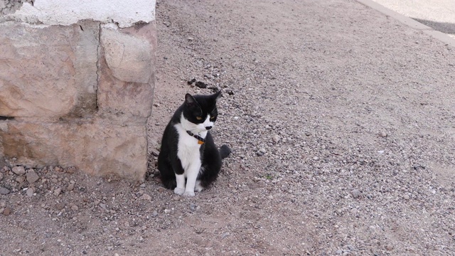 街上的猫视频素材