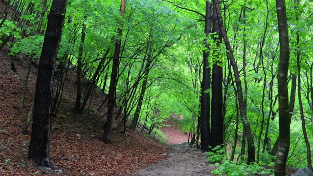 林中小径/洪川枪，江原道，韩国视频素材