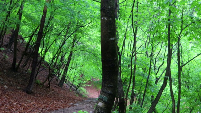 林中小径/洪川枪，江原道，韩国视频素材