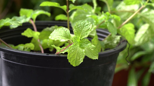 薄荷叶、香草或蔬菜。用于烹饪食物。视频素材