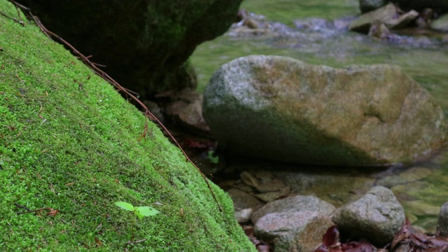 摇滚与苔藓/洪川枪，江原道，韩国视频素材