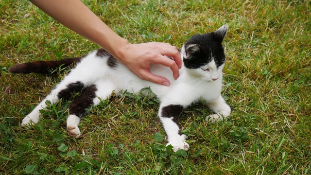 猫躺在草地上，一个女人的手抚摸着她。视频素材