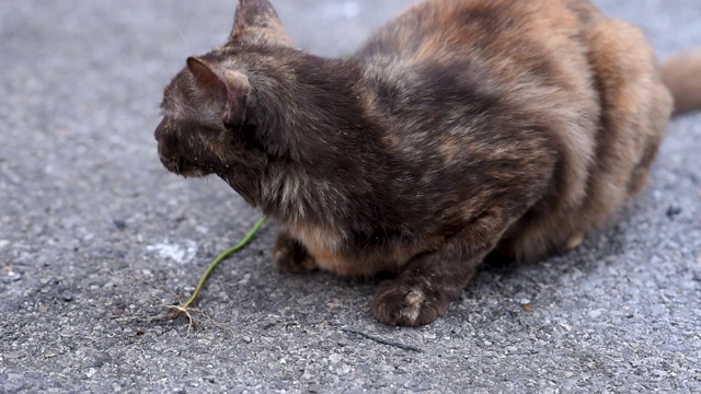 可爱的家猫用猫薄荷或猫薄荷药草放松视频素材