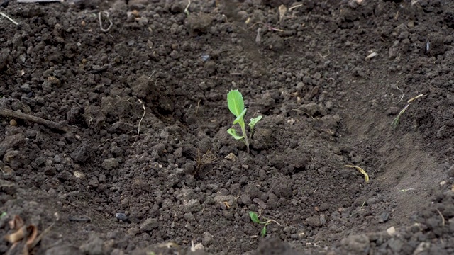 一个人在地里种了白菜芽。幼苗被移植到一个农场的地面特写。视频素材