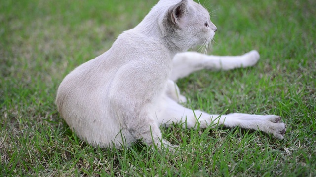 家猫舔毛和身体视频素材