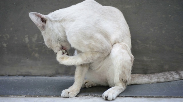 家猫舔毛和身体视频素材