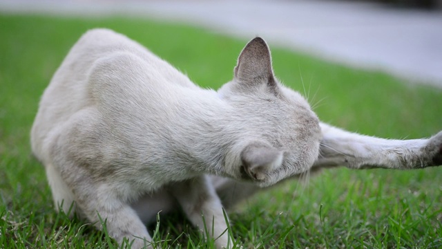 家猫舔毛和身体视频素材