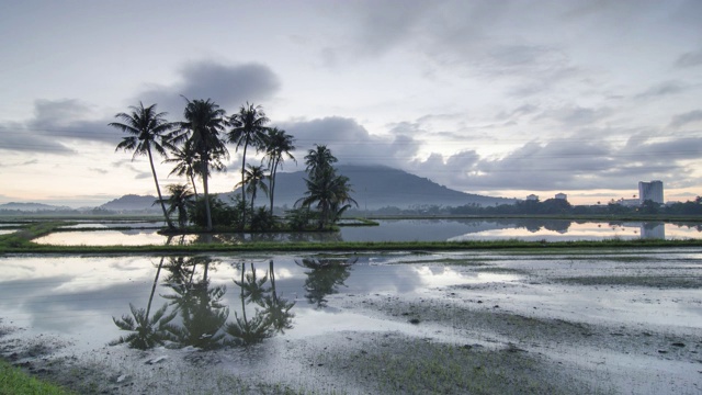 时光流逝，阴天的早晨，椰子树倒映在水面上视频素材