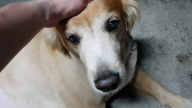 用你的手轻拍棕色猎犬的头。视频下载