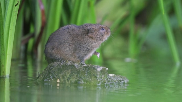 水田鼠视频素材