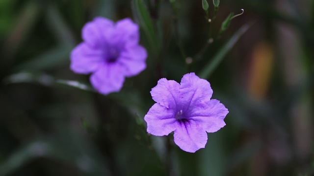 风中的紫花视频素材