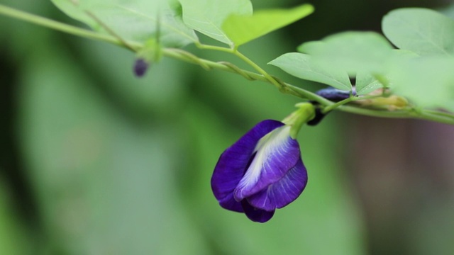 风中的紫花视频素材