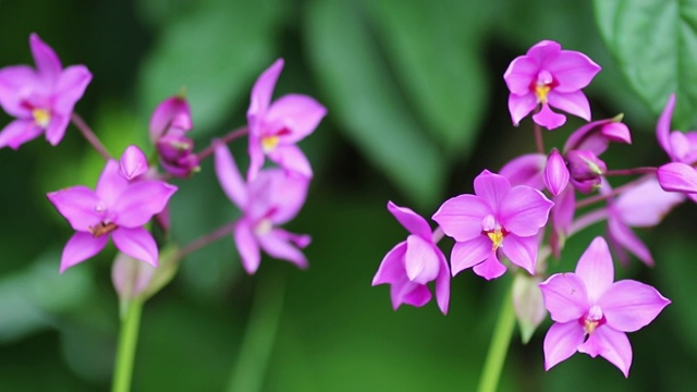 风中的紫花视频素材