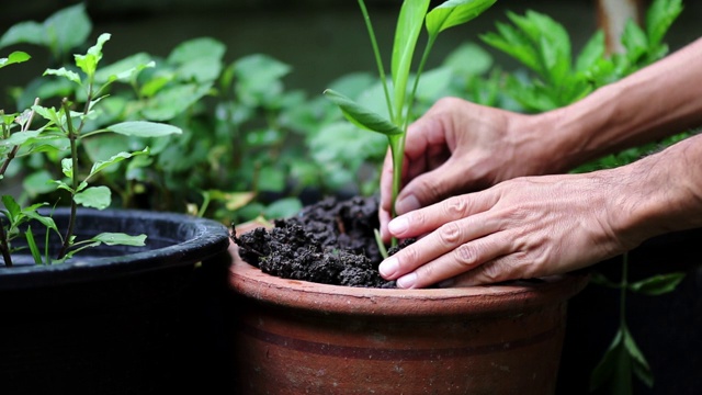 人们在家里手工种植植物视频素材