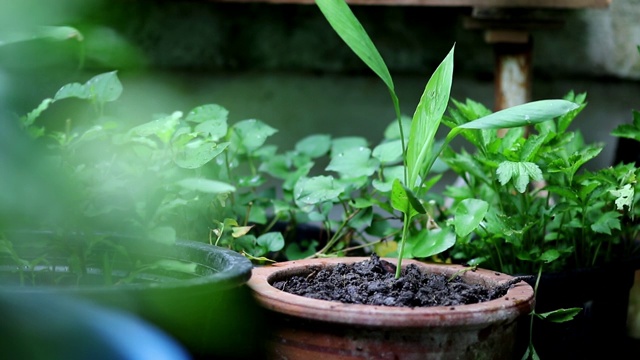 人们在家里手工种植植物视频素材