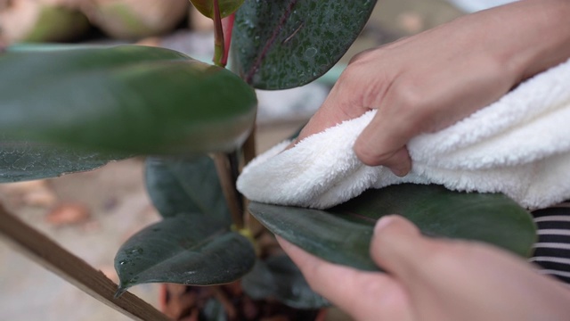 女人的手用织物擦拭和清洁植物的叶子视频素材