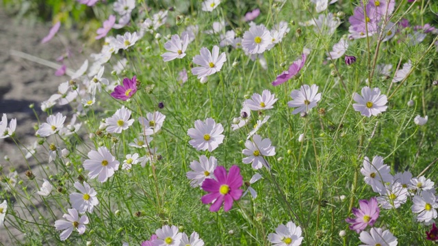 花长在生长的土地上视频素材