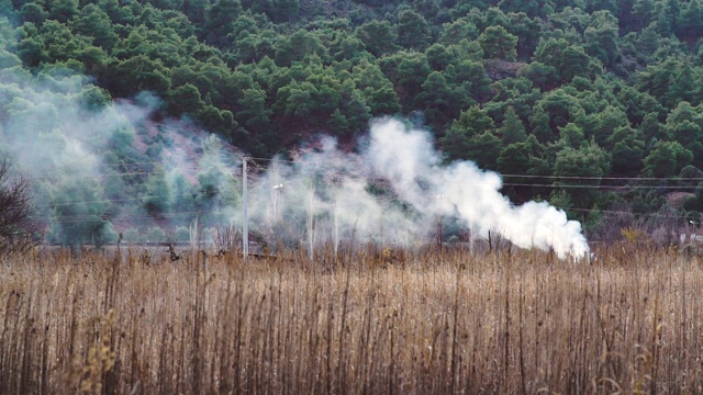 干燥的芦苇草地着火了视频素材