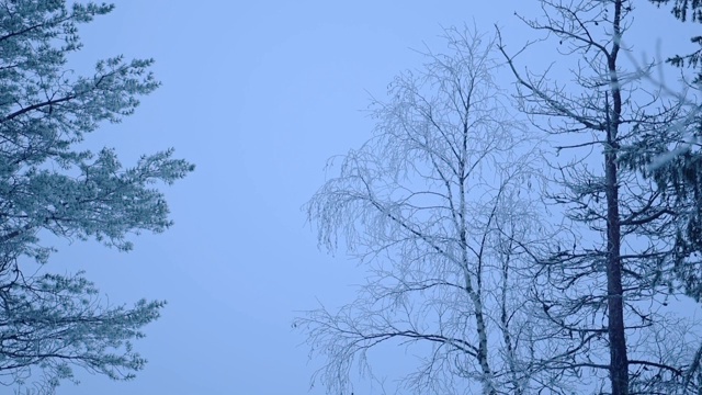 由裸露的树木和健康的绿叶树木组成的森林在寒冷的拉普兰地区。采用针视频素材