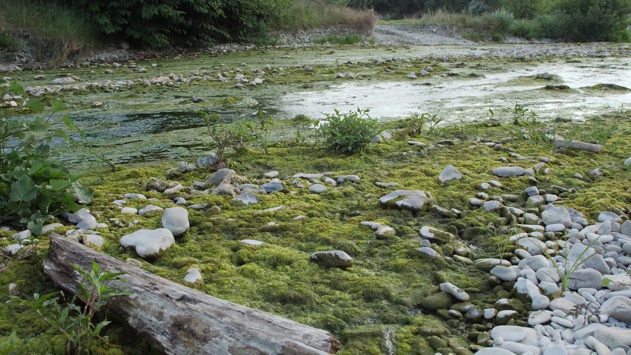 河床，干燥的树木和低水流视频素材