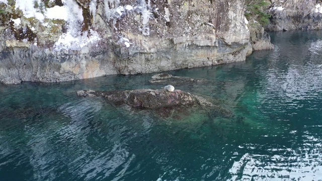 阿拉斯加威廉王子湾海豹鸟瞰图视频素材