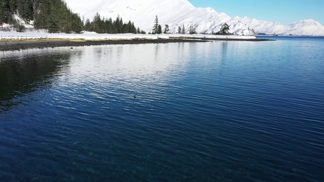 阿拉斯加威廉王子湾海獭的鸟瞰图视频素材