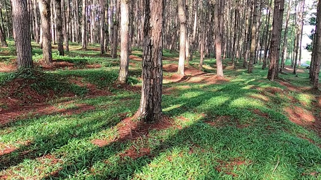 早晨阳光明媚的松林视频素材