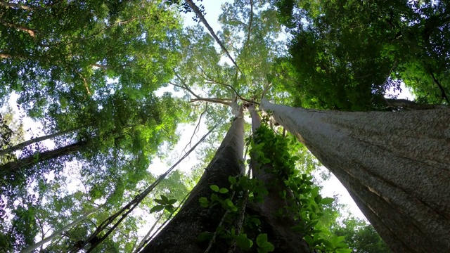 森林里的树，仰望蓝天视频素材