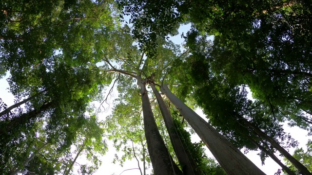 森林里的树，仰望蓝天视频素材