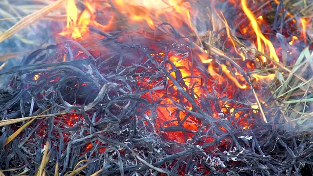 干燥的芦苇草地着火了视频素材