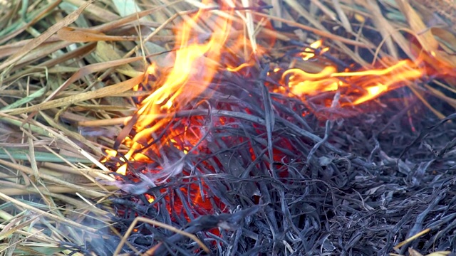 干燥的芦苇草地着火了视频素材