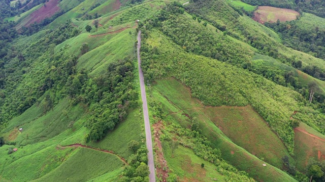 空中视角的道路通过森林建立镜头视频素材