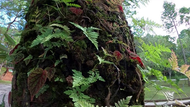 热带雨林中树皮树上的蕨类和秋海棠视频素材