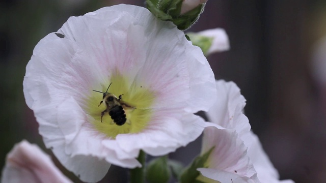 大黄蜂从粉红色的蜀葵花上采集花粉视频素材