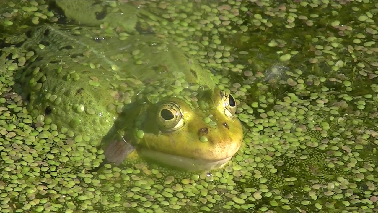 青蛙在覆盖着浮萍的水里呱呱叫的特写，Pelophylax esculentus或Teichfrosch视频素材