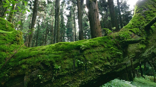 一棵老烂树的树干上的青苔视频素材