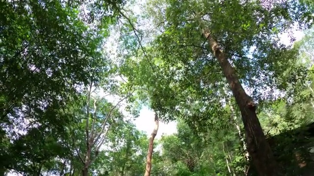 在雨林中开车视频素材