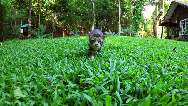 猫在绿色草地上散步视频素材