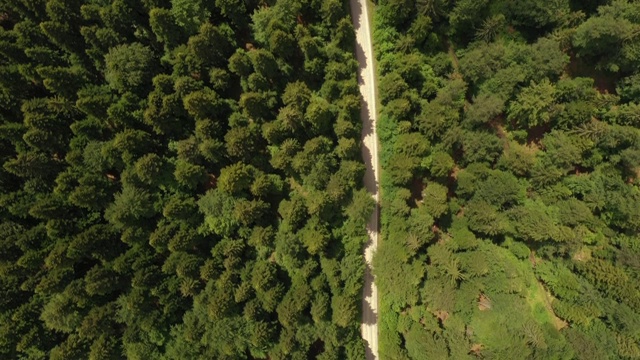 穿越森林的公路旅行视频素材