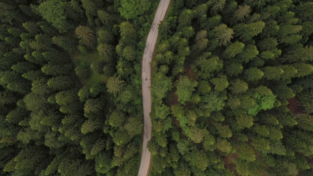 穿越森林的公路旅行视频素材